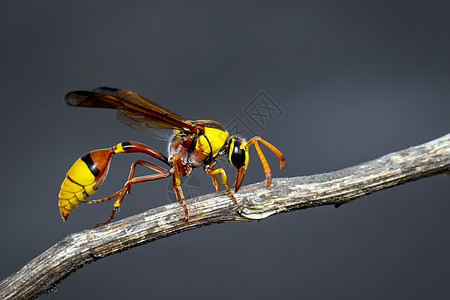 黑背泥巴在干燥树枝上的图像 在自然背景上 昆虫 动物蜜蜂花园橙子生物学宏观胡子花蜜热带荒野漏洞图片