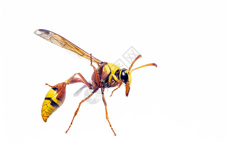 白色背景的黑背泥巴烟雾 动物 昆虫蜜蜂花园花蜜翅膀胡子漏洞荒野野生动物热带橙子图片