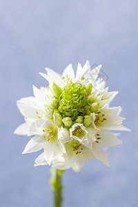 可爱的伯利恒之星 flowe 的视图生长植物学背景宏观装饰品植物花瓣星星脆弱性园艺图片