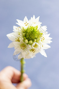 可爱的伯利恒之星 flowe 的视图星星阳光花瓣装饰品生态园艺百合生长花粉宏观图片