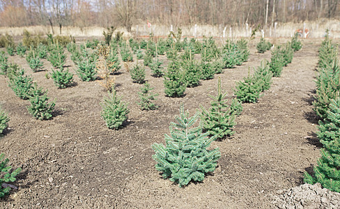 规划年轻的青绿色圣诞树 和另一种fir植物种植 准备出售圣诞节和新年的白兰地花园生长幼苗农业季节培育市场针叶树园艺农田图片