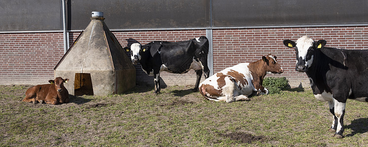 在阳光明媚的春日 露出牛和小牛群奶牛谷仓小牛农场动物摊位干草生产农村食物图片