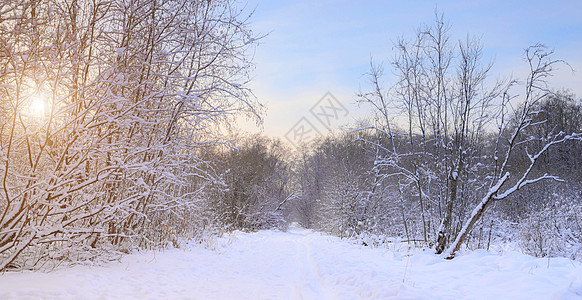 雪和太阳冬天风景全景 太阳从树后探出头来 自然 雪谷 冬天的屏幕保护程序 关于冬季旅游和休闲的文章场景降雪季节晴天天气木头雾凇蓝图片