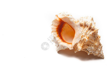在白色背景上的贝壳 一篇关于贝壳的文章 在海上度假 海边购物 白色背景 复制空格作品贝类海洋旅行旅游海滩野生动物纪念品收藏海星图片