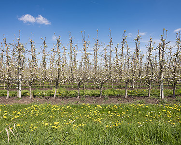 果园 在蓝色天空下花朵盛开的果园中水果自然农业植物学生长花粉花园园艺叶子花瓣图片