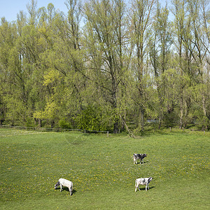 荷兰部分土地的蓝天下 阳光明媚的春日 小牛在草地上开着春天的花朵农场森林奶制品农村小牛蓝色奶牛哺乳动物农田牛肉图片