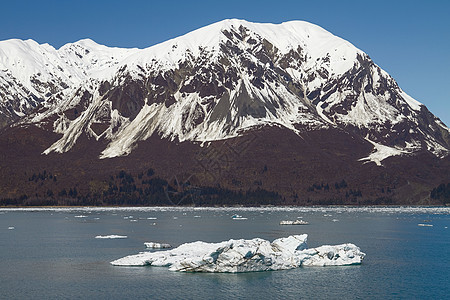 大冰山漂浮在阿拉斯加哈勃冰川附近图片