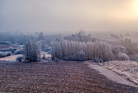 冬季雾雾和薄雾日出风景场景天空环境场地爬坡木头叶子农村太阳森林图片