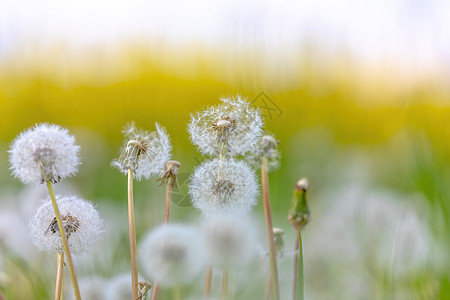 草地上美丽的春花蒲公英花朵幼苗生长过敏晴天场地杂草花粉种子植物群图片
