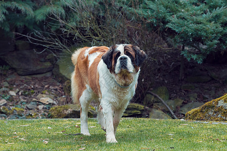 圣伯纳德狗的纵向工作品种草地猎犬毛皮朋友公园救援场地动物宠物哺乳动物图片