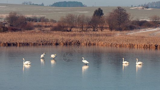 冷冻池塘上的白天鹅孤独鸭子观鸟翅膀环境羽毛脖子场景动物野生动物图片