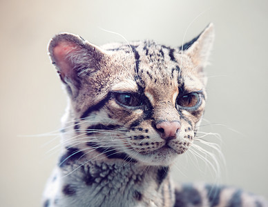 玛尔盖 莱奥帕杜斯威迪 一只稀有的南美猫荒野毛皮党团哺乳动物猎人野生动物豹猫老虎濒危摄影师图片