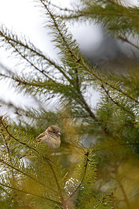 以美丽的小鹰巢中的雌鸟为麻雀环境鸣禽生活黑色荒野野生动物森林花园枝条动物图片