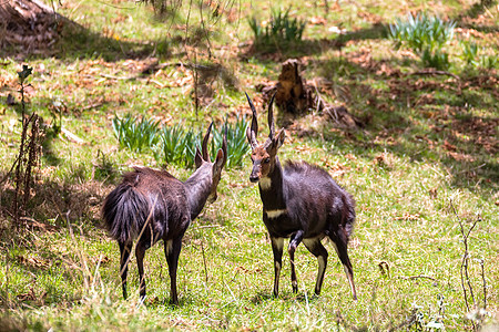 埃塞俄比亚山哺乳动物经文野生动物森林羚羊草原濒危动物环境公园图片