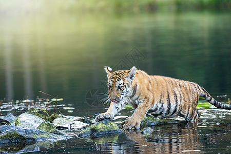 孟加拉虎幼崽站在湖边的石头上危险大猫毛皮猎人动物食肉野猫濒危森林捕食者图片