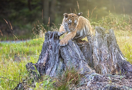 Cute Bengal虎幼崽在树桩上摆姿势图片