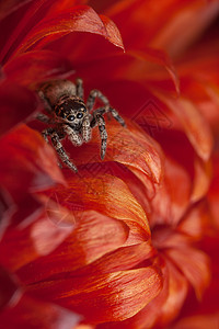 在红干花上跳蜘蛛宏观漏洞荒野眼睛动物昆虫红色礼物跳跃胡须图片