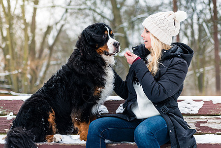 冬季日 在伯尔尼山狗中行走的妇女成人注意力情妇妈妈动物训练宠物山狗对讲机小路图片