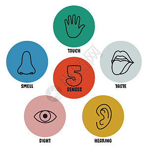 五种感官概念与人体器官洞察力孩子们保健鼻子插图情怀部位身体孩子解剖学背景图片