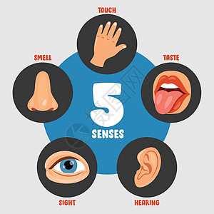 五种感官概念与人体器官插图解剖学洞察力情怀舌头部位身体孩子鼻子卡通片图片
