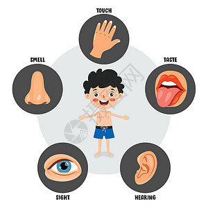 五种感官概念与人体器官情怀卡通片眼睛卫生医疗教育洞察力鼻子耳朵孩子们图片