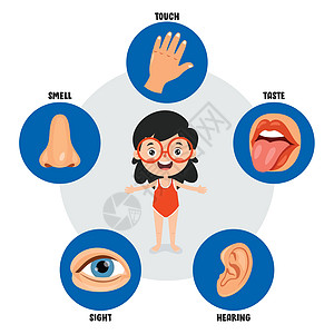 五种感官概念与人体器官眼睛插图洞察力身体保健生理五感医疗孩子们鼻子图片