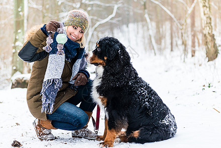 冬季日 在伯尔尼山狗中行走的妇女妈妈公园成人小路女士训练对讲机宠物山狗注意力图片