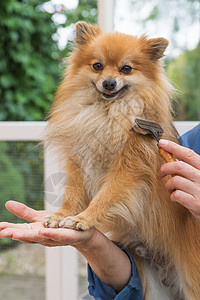 微笑着的凝胶式波美拉尼亚德国史匹兹狗犬类动物毛皮沙龙宠物职业哺乳动物工作室发型卫生图片