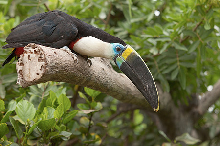 Toucan坐在热带森林或丛林的树枝上图片