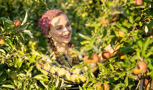 水果农妇检查她的苹果果园苹果树收成农家女采摘营养园艺种植园质量种植果农图片