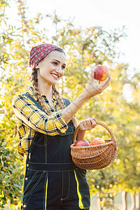水果农妇在篮子中收获苹果女孩农业水果篮农民营养种植园奉献种植质量收成图片
