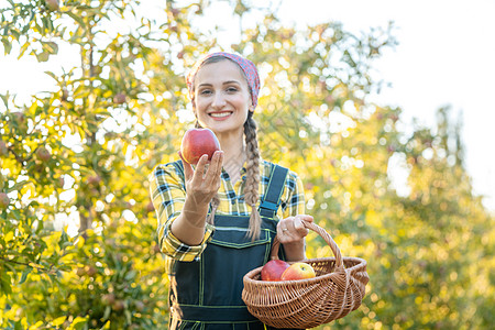 水果果园上的女人 把苹果放进相机市场苹果树送货收获农家女采摘果农水果篮种植食物图片