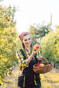 水果农妇在篮子中收获苹果农家女检查奉献采摘营养果园水果篮果农收成农业图片