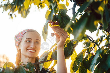 美丽的农民妇女从树上采摘樱桃果农女士场地乡村农业种植园种植村庄水果收获背景图片