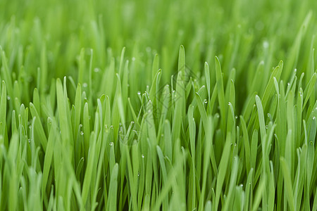 托儿所中的小麦草静物绿色叶绿素营养拼写图片