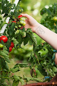 妇女在花园里收获番茄植物成人女性收成园艺园丁蔬菜采摘晴天图片