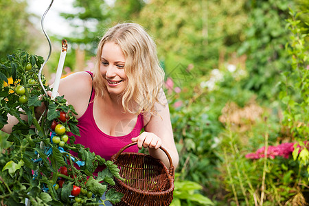 收获番茄女性园丁成人水果晴天女士蔬菜采摘园艺花园背景图片