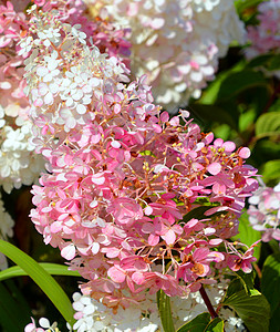 Hydranga 公用名称 hydrangea或hontensia大叶花瓣园艺灌木花园植物同体拖把头雌雄鲜花图片