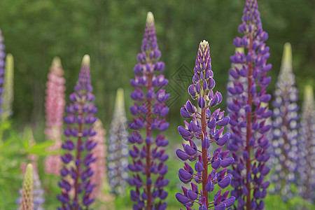挪威Geiranger的美丽紫色豆梨花朵花棚植物花瓣树叶花园季节荒野饲料生长植物学蓝色图片
