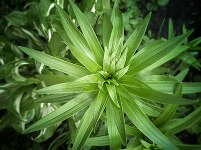 用于花园和公园设计的Lily装饰厂叶子树叶露天园林生长长方形植物园艺草本纹理图片