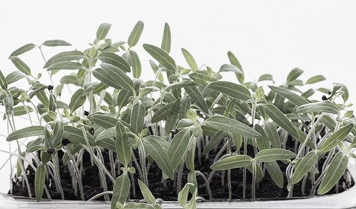 在小容器中播种后种植番茄幼苗房子农场生长土壤植物叶子园艺树叶食物季节图片