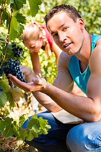 在收获季节采摘葡萄的Winegrower男人藤蔓种植酿酒师牧歌酒商太阳收成晴天绿色图片