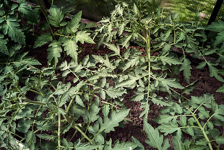 地上的温室里有番茄幼苗农业土地生长叶子培育园艺种植土壤团体病菌图片