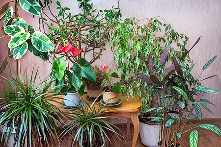 屋子里有各种各样的栽培植物植物学植物群树叶叶子园艺房间花朵团体花艺房子背景图片