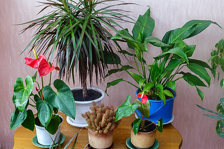 屋子里有各种各样的栽培植物房间植物群叶子生长房子树叶园艺花艺团体植物学背景图片