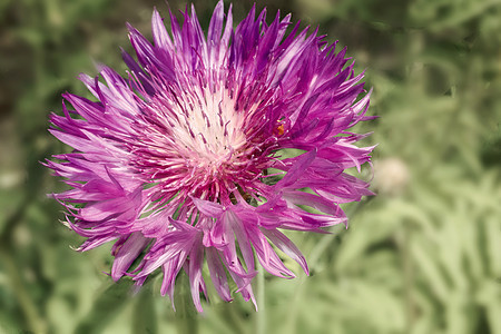 美丽的花朵 有小花瓣的硅色花园乡村植物季节树叶公园草地场地绿色植物学图片