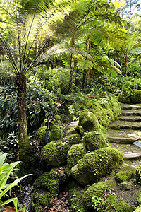红花花园的石质步骤绿化后院远足苔藓荒野森林情调小路植物花园图片