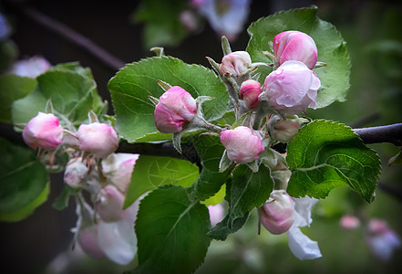 苹果的花蕾在树枝上绿色蓝色花园花瓣露天植物学叶子宏观粉色季节图片