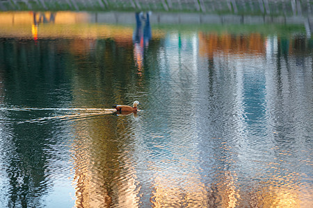 鸭子在城市池塘里游泳 在日落的幕后自由团体野鸟反射动物动物群太阳飞行羽毛水禽图片
