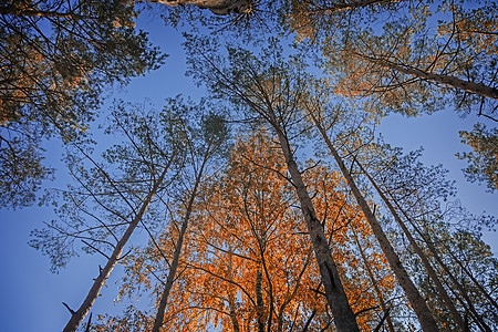 秋天 山顶上有松树和叶子边缘活力天空分支机构环境桦木树叶森林蓝色图片